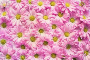pink daisies