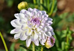 white flower