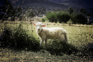livestock enclosure fencing